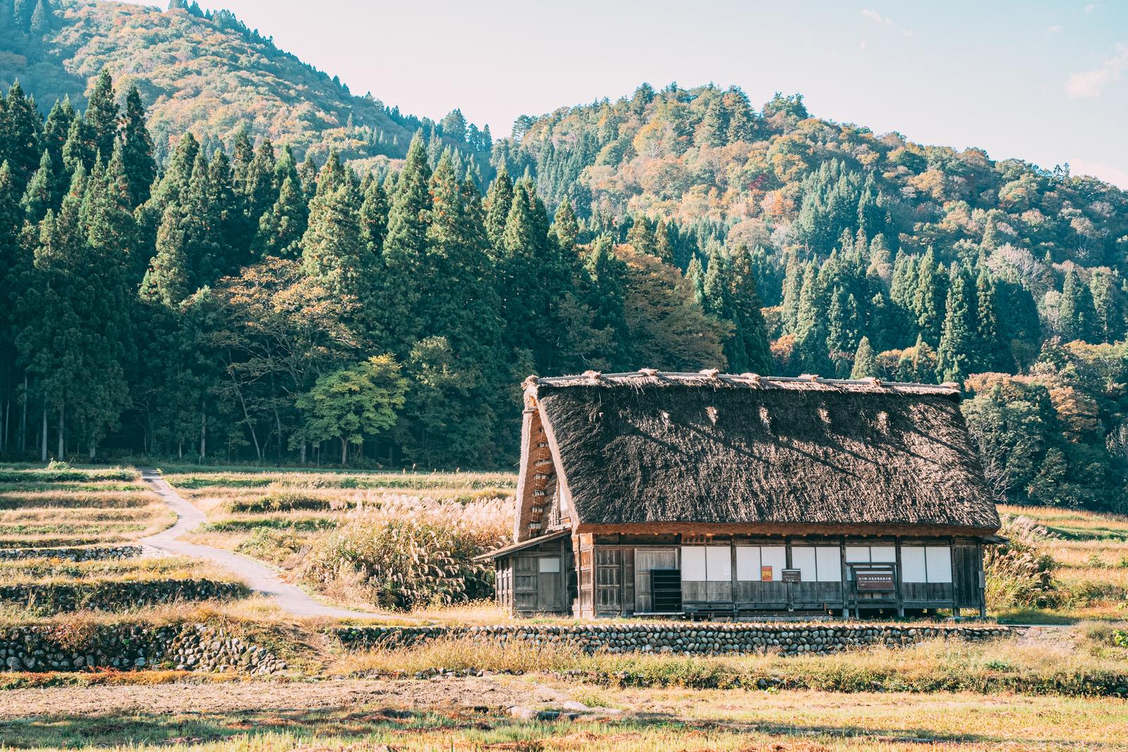 岐阜県白川郷の田園地帯に建つ茅葺き屋根の合掌造りの家と背景の山々