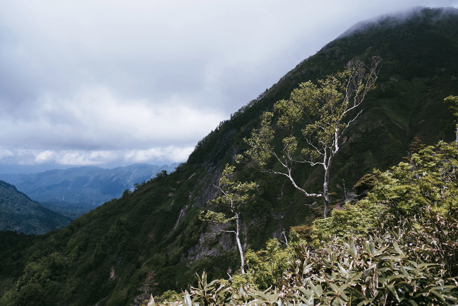 緑の山々を背景に特徴的な形の木々が立つ高妻山登山道の風景