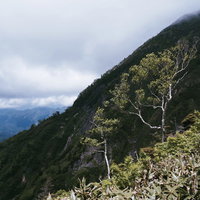 骨のような木々がぽつんと立つ日本百名山・高妻山登山道の写真