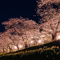 角館桧木内川堤防の夜桜ライトアップの写真
