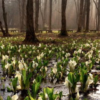 ピンクのチューリップが咲き誇る花畑の写真