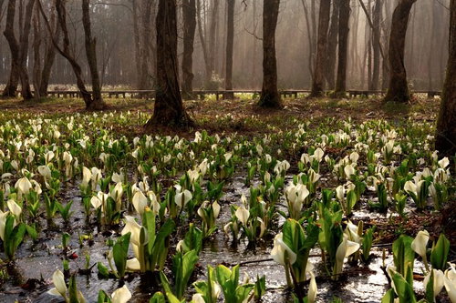 ピンクのチューリップが咲き誇る花畑