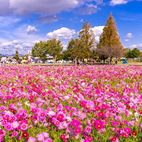公園に咲くコスモスの花畑の写真
