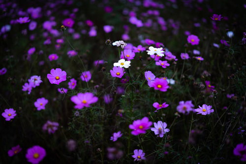 紫のコスモス群生の中に浮かび上がる白いコスモス