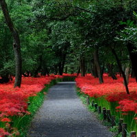 巾着田の散歩道に咲く赤いヒガンバナ・彼岸花の写真