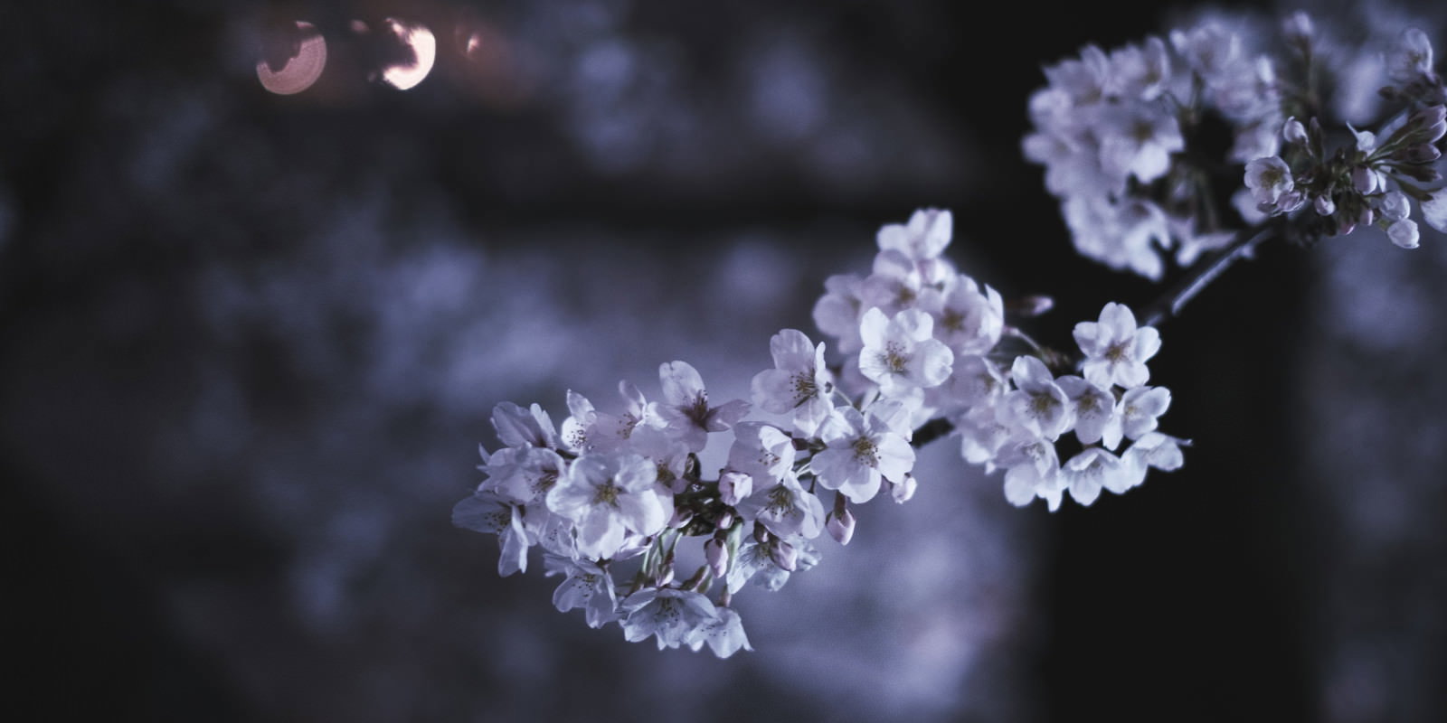 暗い背景に淡いピンク色の夜桜が咲いている様子