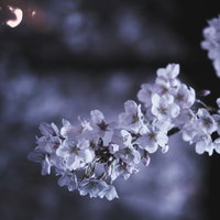 夜間にライトアップされた満開の桜の花の写真