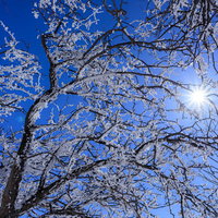 逆光と霧氷に輝く赤城山の枝 冬の登山で出会う自然の美しさの写真