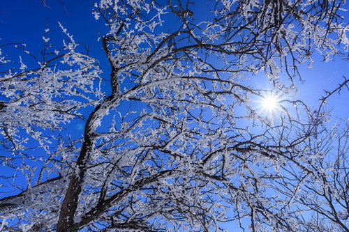 逆光と霧氷に輝く赤城山の枝 冬の登山で出会う自然の美しさ