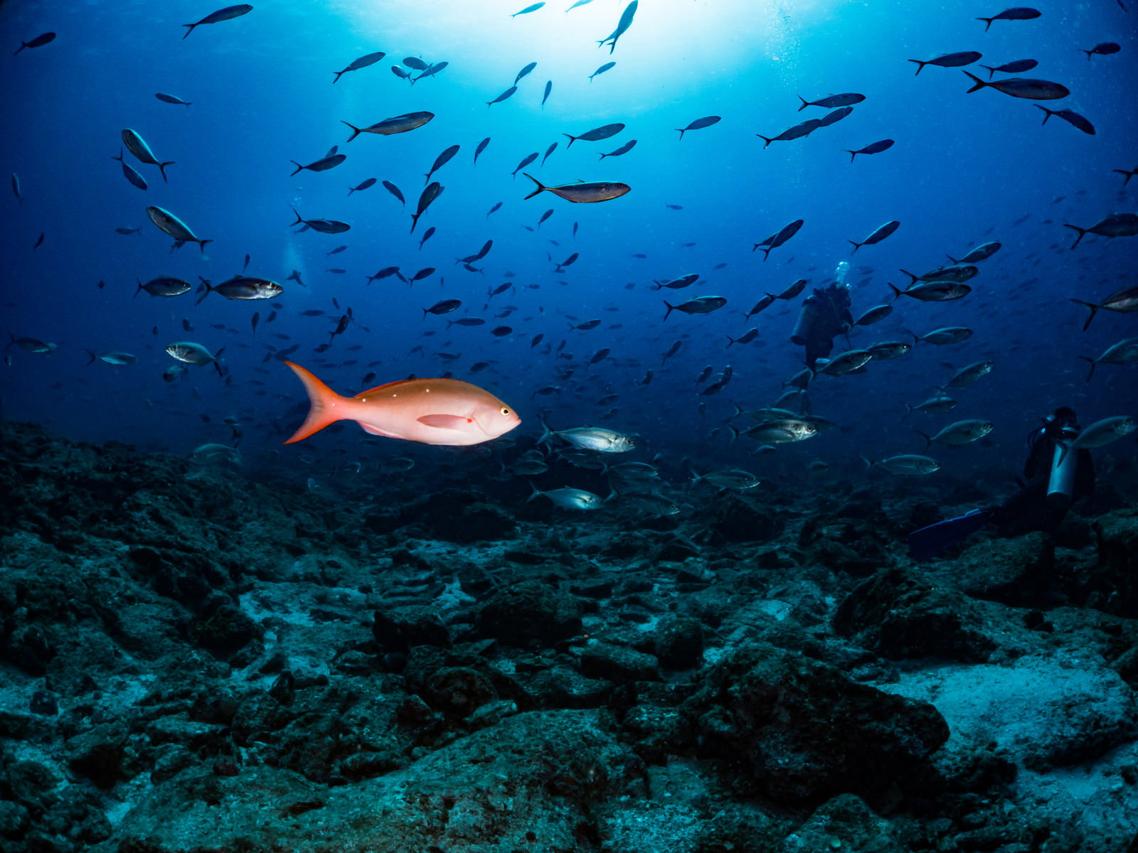 青い海中で群れをなして泳ぐ小魚たちとピンク色の魚1匹