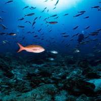 ラパスを泳ぐ魚の群れの中にいるパシフィッククレオレフィッシュ（メキシコ）の水中の写真