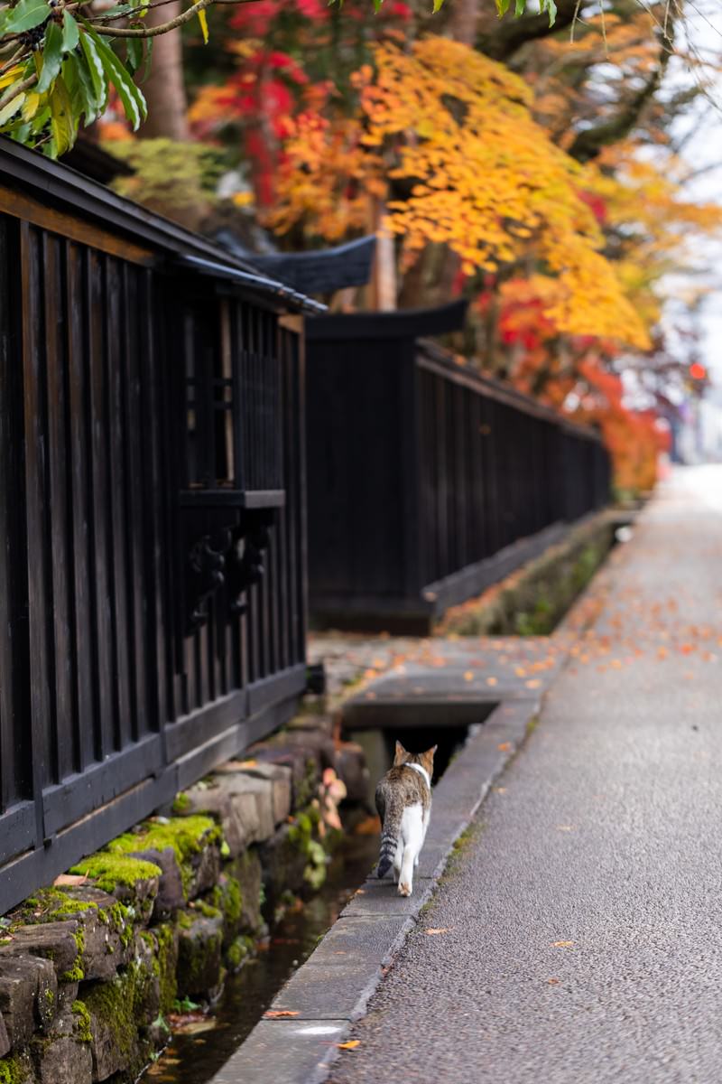 武家屋敷の板塀沿いを歩くキジトラ猫
