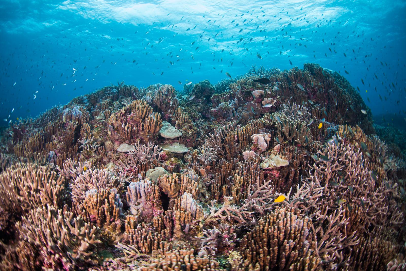 沖縄辺野古沖の珊瑚礁に群生する筒状のサンゴと小魚が泳ぐ海中風景