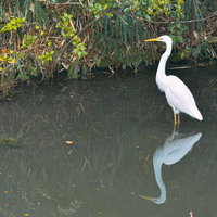 水辺の池に佇むシロサギの野鳥の写真