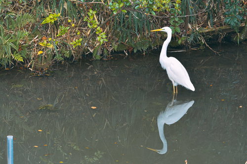 水辺の池に佇むシロサギの野鳥