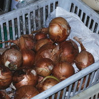 白いコンテナに収穫した新鮮な玉葱の写真