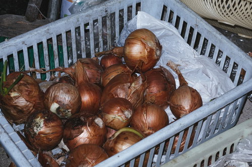 白いコンテナに収穫した新鮮な玉葱