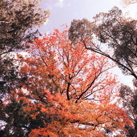 赤やオレンジに色付き始めた木々の枝と葉の写真