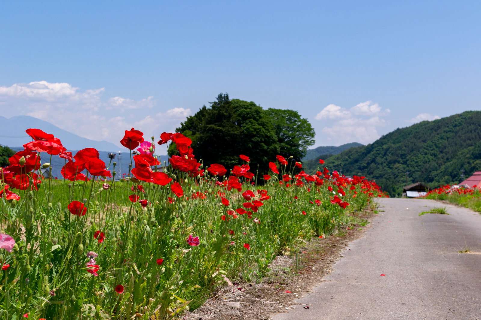 田舎道の脇に赤いポピーの花が咲いている風景