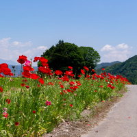 田舎道沿いに咲く赤いポピーとヒナゲシの花畑の写真