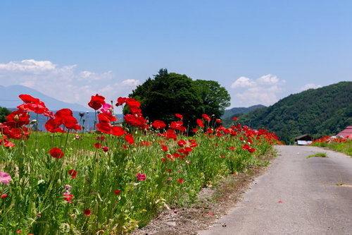 田舎道沿いに咲く赤いポピーとヒナゲシの花畑