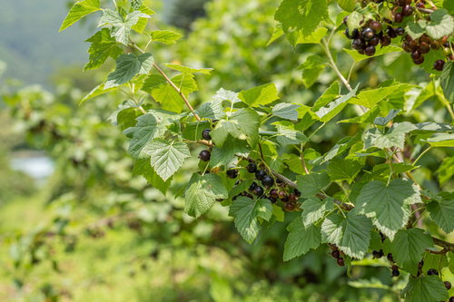 栽培中のカシス（クロスグリ・ブラックカラント）の黒い実