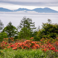 美ヶ原のレンゲツツジと雲海の写真