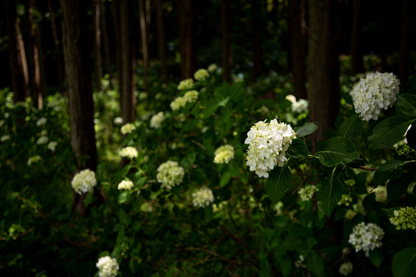 緑の葉に囲まれて白い花を咲かせる紫陽花が群生している様子