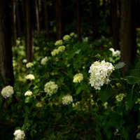 梅雨時期に群生する紫陽花の写真