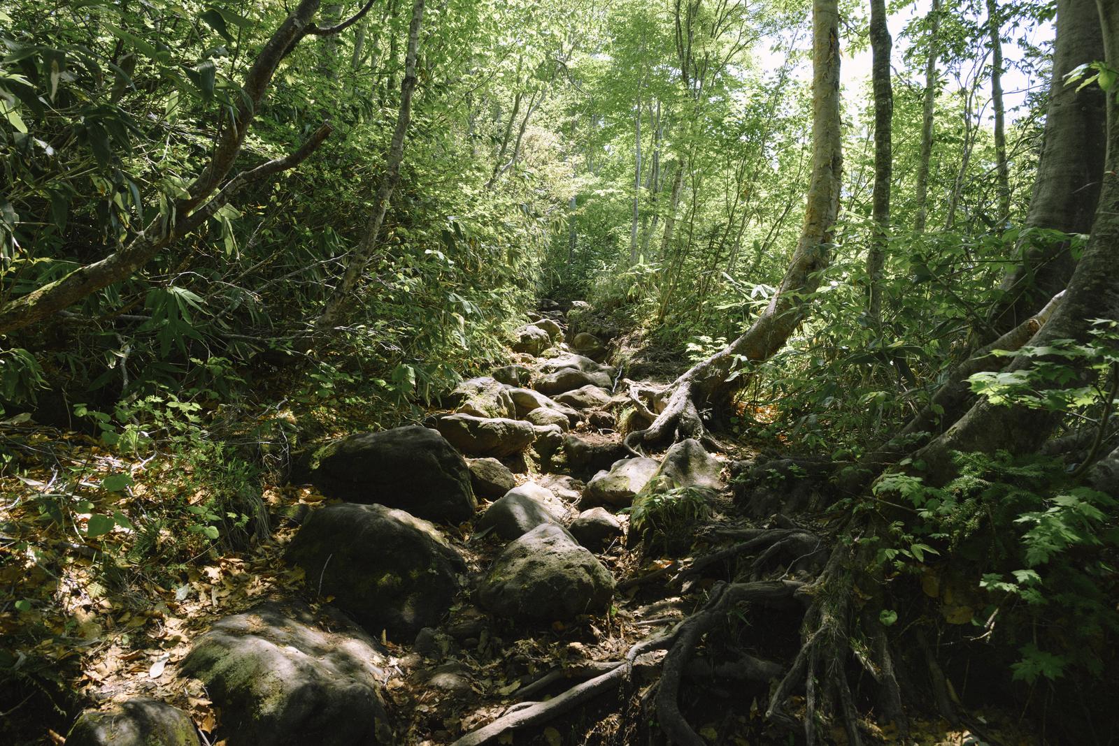 新緑の樹木が生い茂り、苔むした岩が散らばる八甲田山の登山道