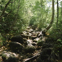 木漏れ日を浴びながら進む新緑の八甲田山登山道、苔むした岩場の写真