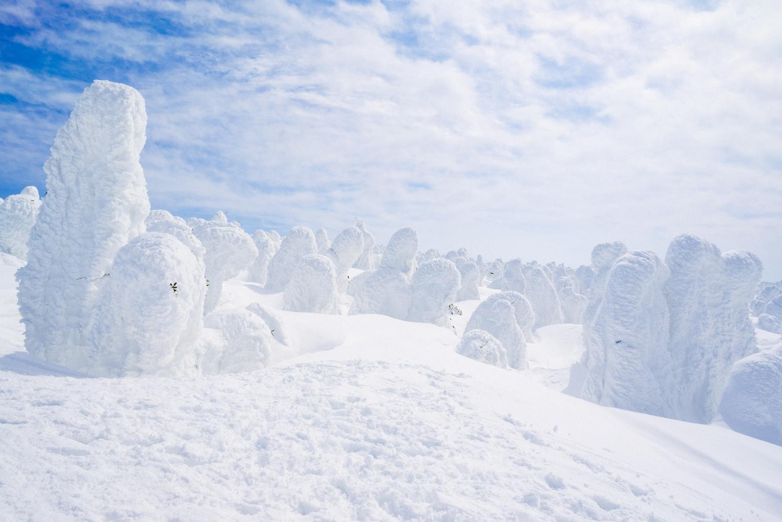 晴天の空を背景に、白い樹氷が群生する蔵王の雪景色