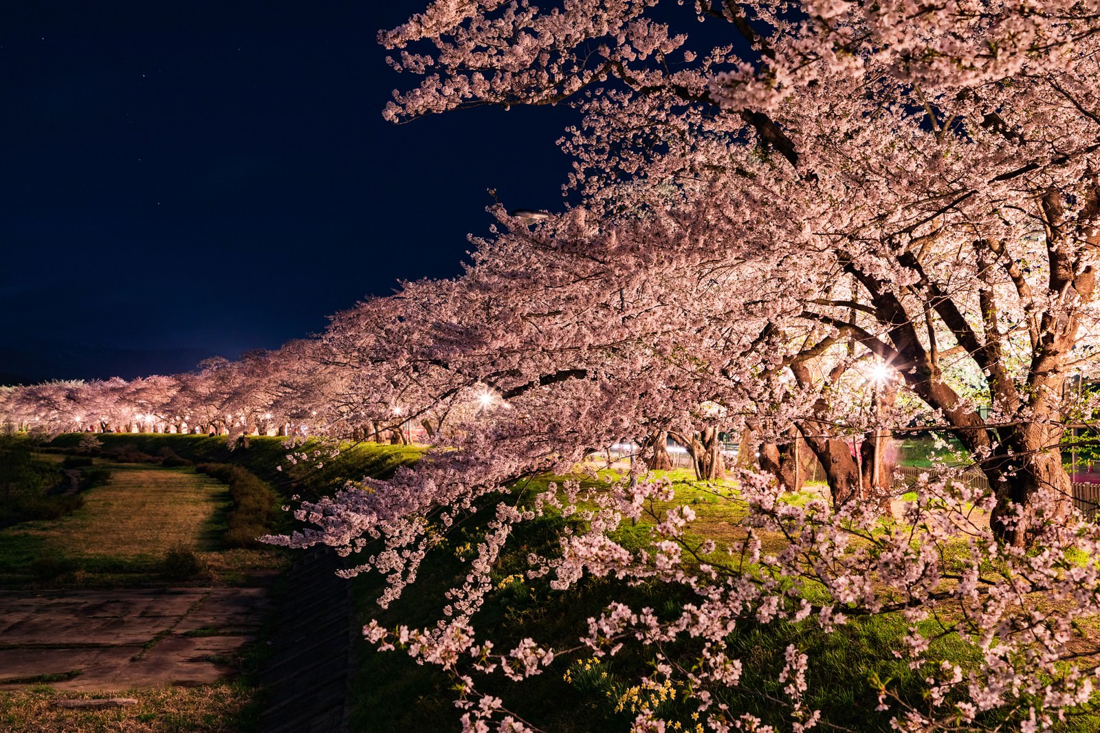 角館桧木内川堤防沿いでライトアップされた夜桜並木