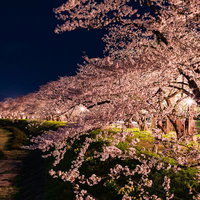 角館桧木内川堤防沿いの夜桜並木がライトアップされた光景の写真