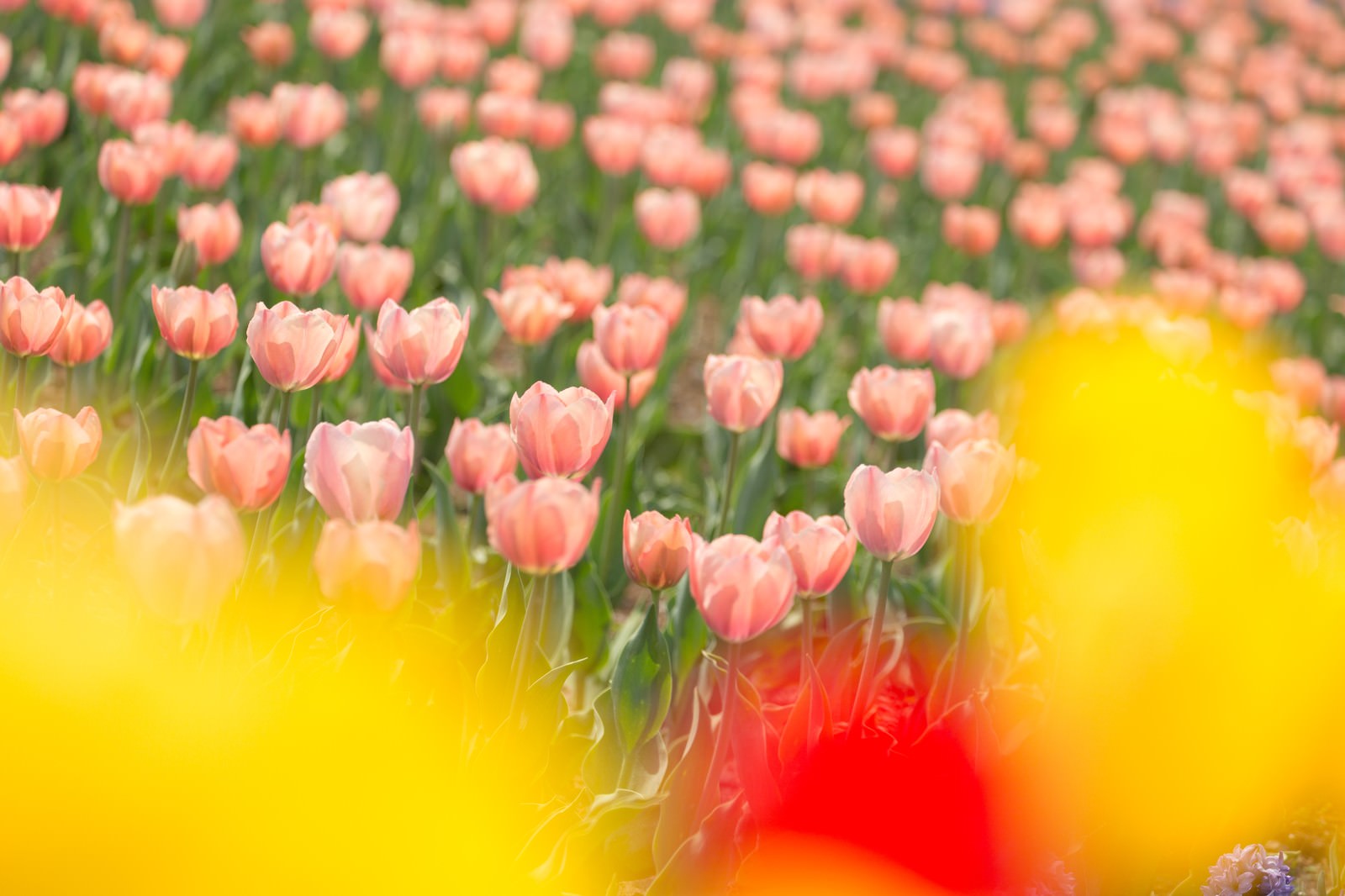 ピンクのチューリップが一面に咲く花畑