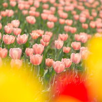 色とりどりに咲くチューリップ畑の写真