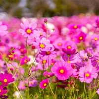 陽の光を浴びるピンク色のコスモスの群生する花畑の写真