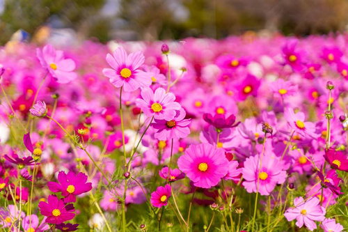 陽の光を浴びるピンク色のコスモスの群生する花畑