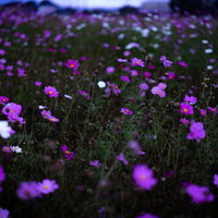 咲き終えたコスモスと満開のコスモスが混在する秋の花畑の写真