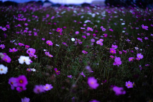 咲き終えたコスモスと満開のコスモスが混在する秋の花畑
