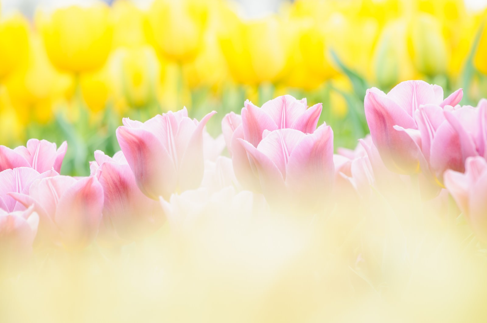 黄色い光のボケの中に咲くピンクのチューリップの花