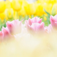 春の光に包まれたピンクのチューリップ花壇の写真