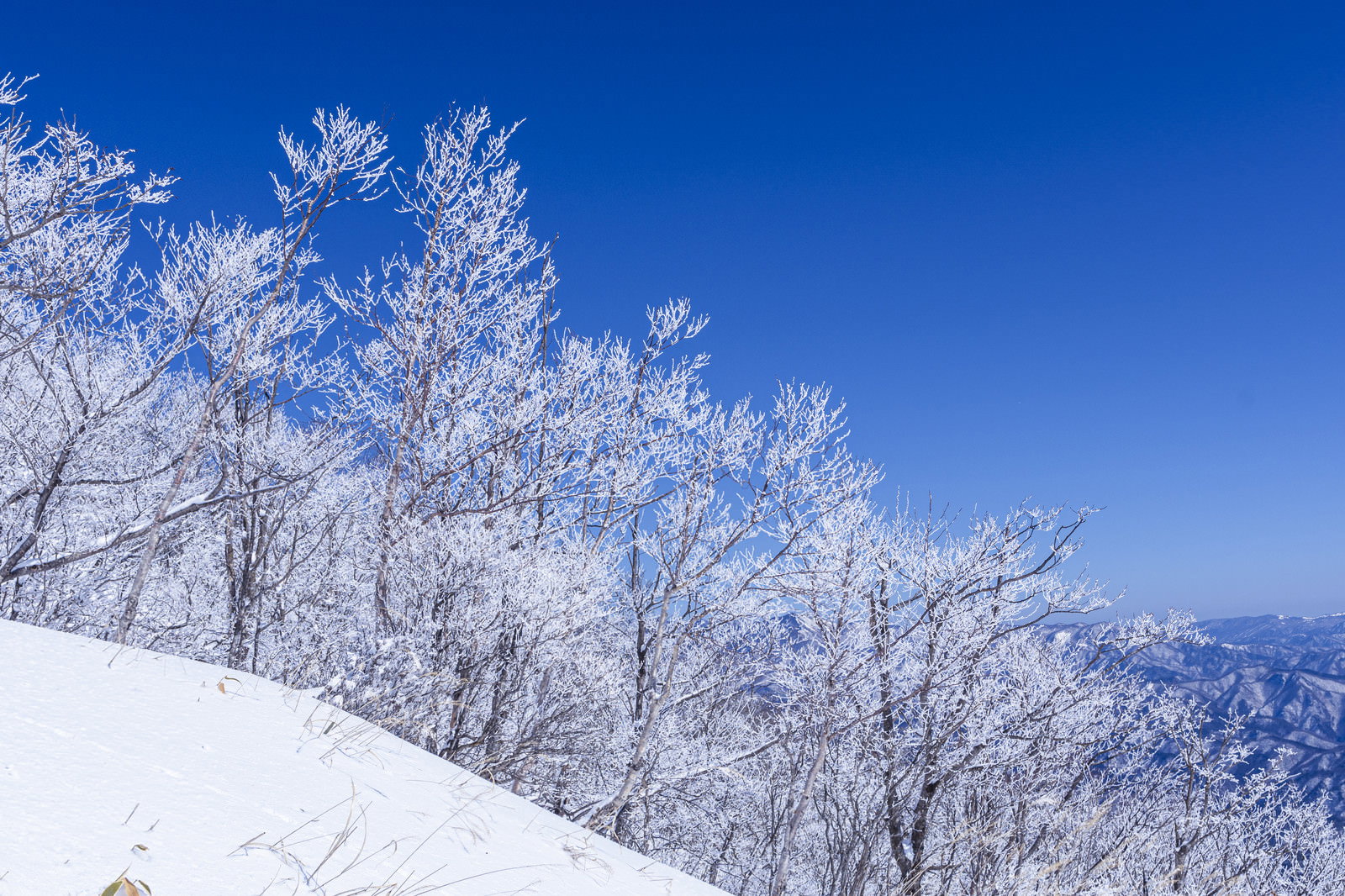 青空の下で霧氷に覆われた白い木々が立ち並ぶ雪山の風景