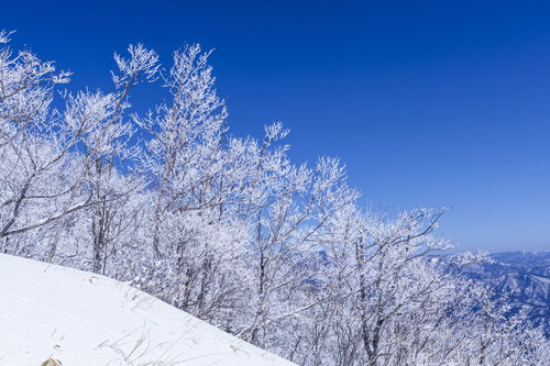 青空に映える霧氷の木々、赤城山の雪景色 - 100名山の冬景色