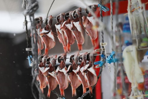 雪が舞う中で紐に吊るされた赤い魚の干物の冬景色