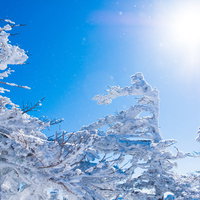 日差しが透けて煌めく雪と霧氷の写真