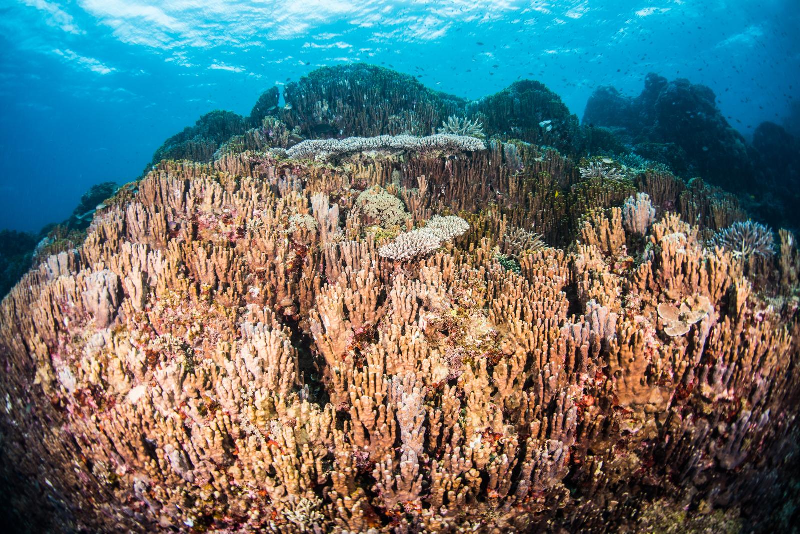 辺野古近くの大浦湾で撮影した、褐色と白色に群生するアオサンゴの海中風景