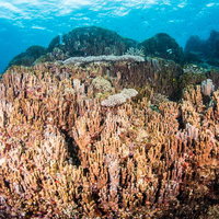 辺野古近くのアオサンゴの写真
