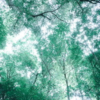 新緑の木々を透き通す木漏れ日シャワー、青空から降り注ぐ光の癒しの写真