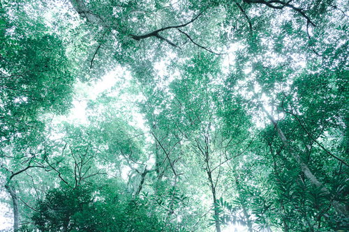 新緑の木々を透き通す木漏れ日シャワー、青空から降り注ぐ光の癒し